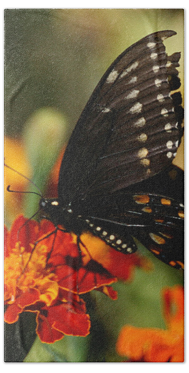 Nature Hand Towel featuring the photograph Eastern Swallowtail on Marigold by William Selander