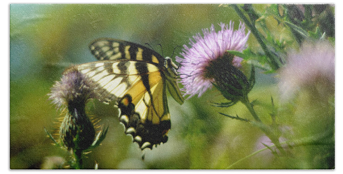 Papilio Glaucus Hand Towel featuring the photograph Eastern Tiger Swallowtail on Thistle by Rebecca Sherman