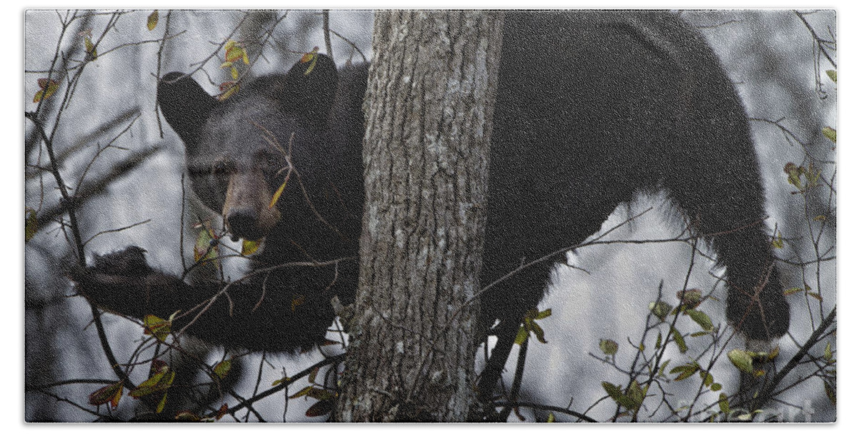 Black Bear Bath Towel featuring the photograph Eating Berries by Ronald Lutz