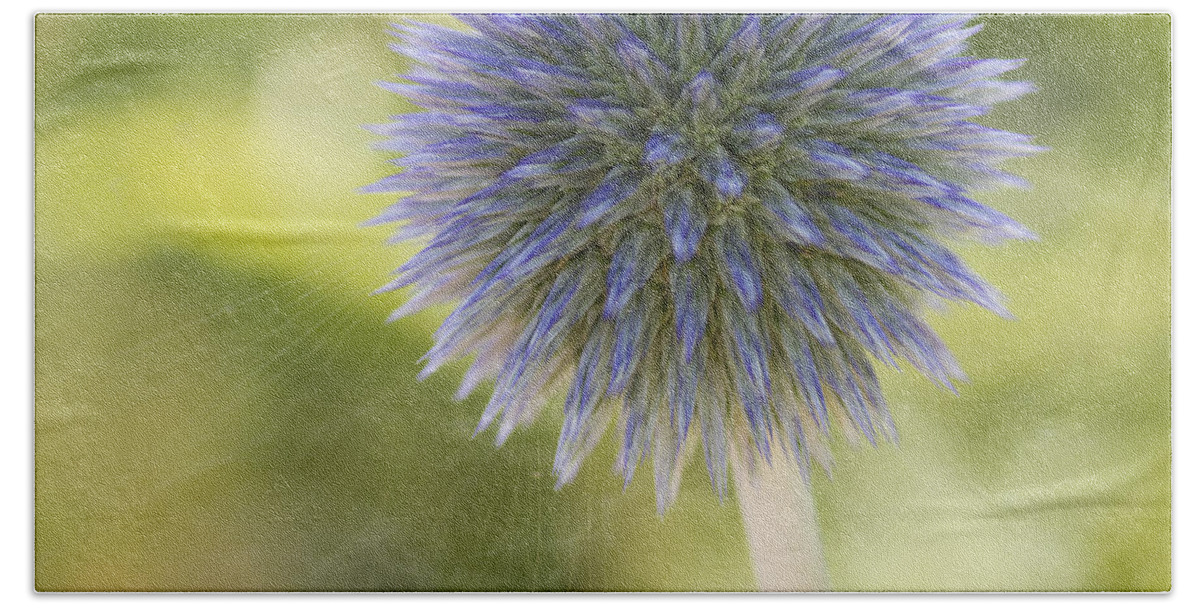 Echinops Bath Towel featuring the photograph Echinops Blue by Diane Fifield