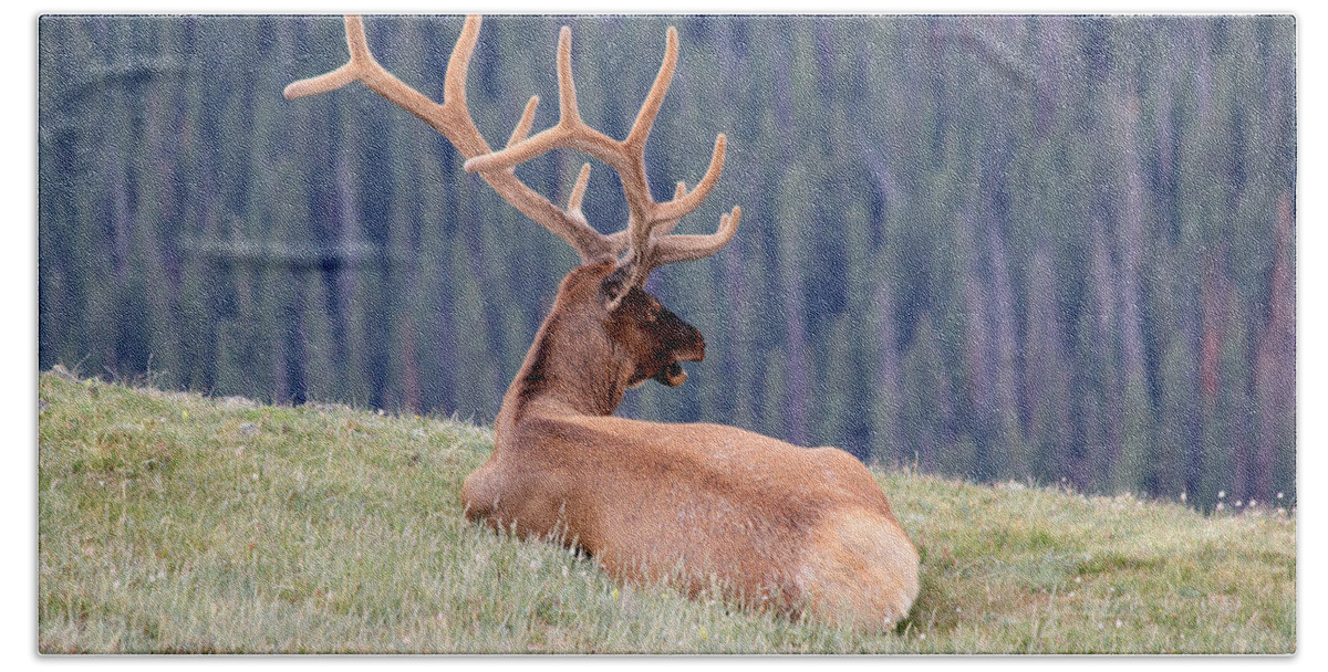 Elk Bath Towel featuring the photograph Echo by Shane Bechler
