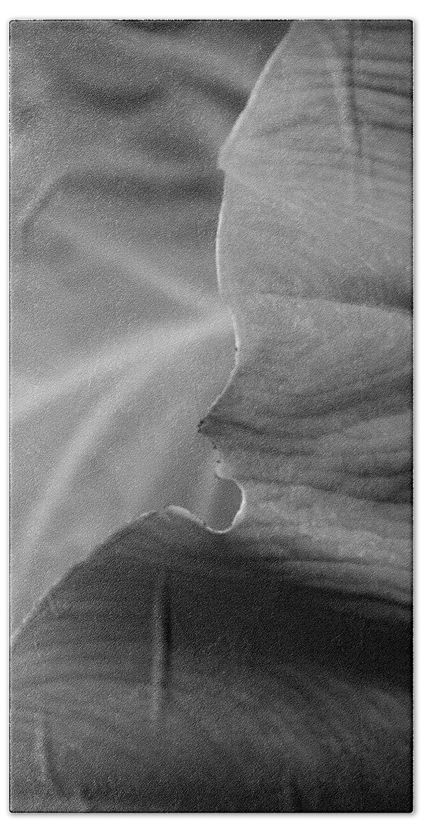 Kelly Hazel Hand Towel featuring the photograph Edge of a Leaf II by Kelly Hazel