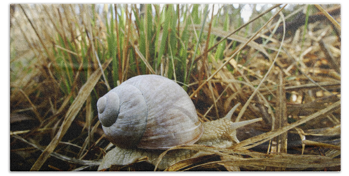 Feb0514 Bath Towel featuring the photograph Edible Snail Bavaria Germany by Konrad Wothe