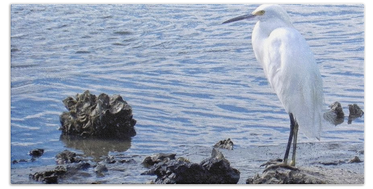 Great Egret Hand Towel featuring the photograph Egret Standing Perfectly Still by Patricia Greer
