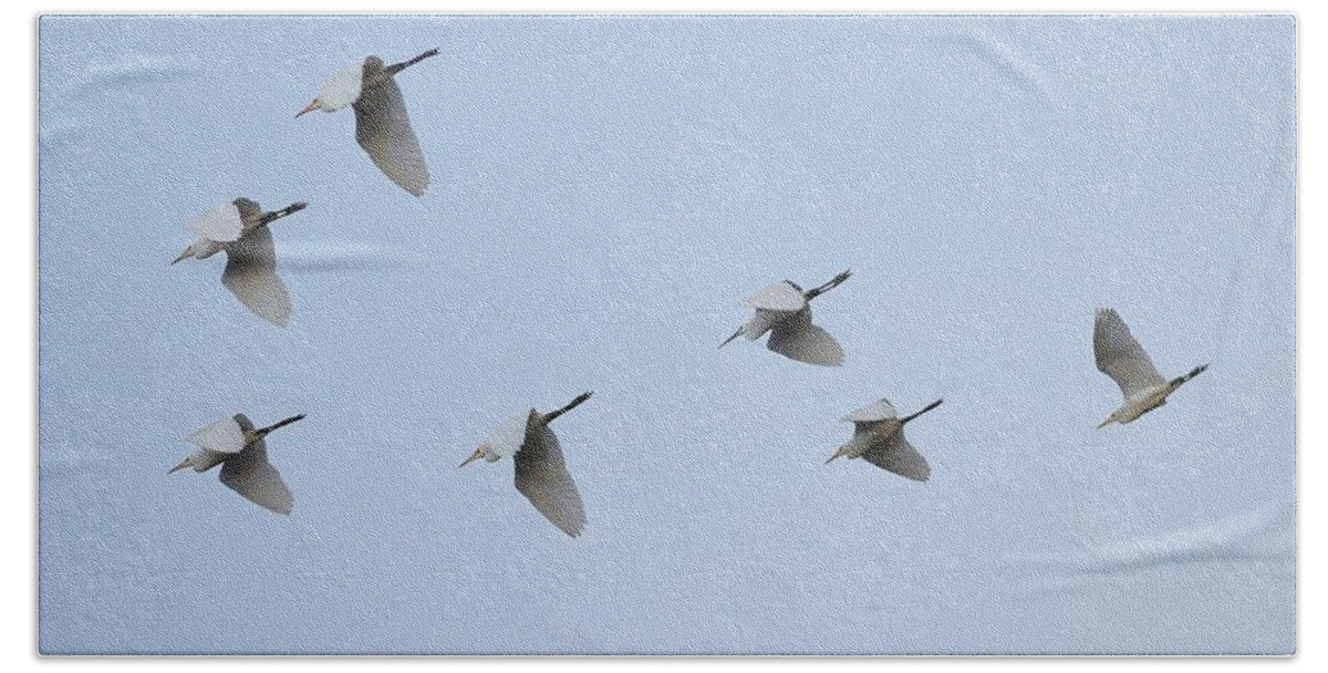 Egret Bath Towel featuring the photograph Egrets in Formation by Kim Bemis