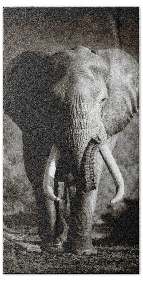 Elephant Bath Sheet featuring the photograph Elephant Bull by Johan Swanepoel