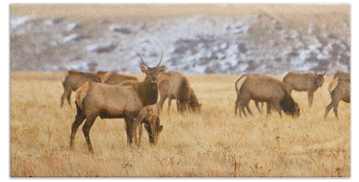 Elk Bath Towel featuring the photograph Elk Herd Colorado Foothills Plains Panorama by James BO Insogna
