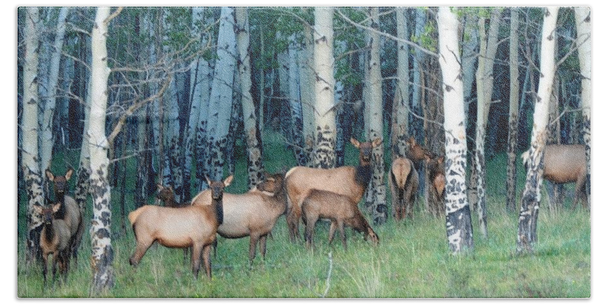 Colorado Bath Towel featuring the photograph Elk in Aspen by Marilyn Burton