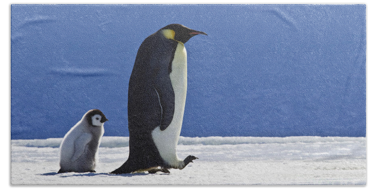 Emperor Penguin Bath Towel featuring the photograph Emperor Penguin And Chick by Jean-Louis Klein and Marie-Luce Hubert