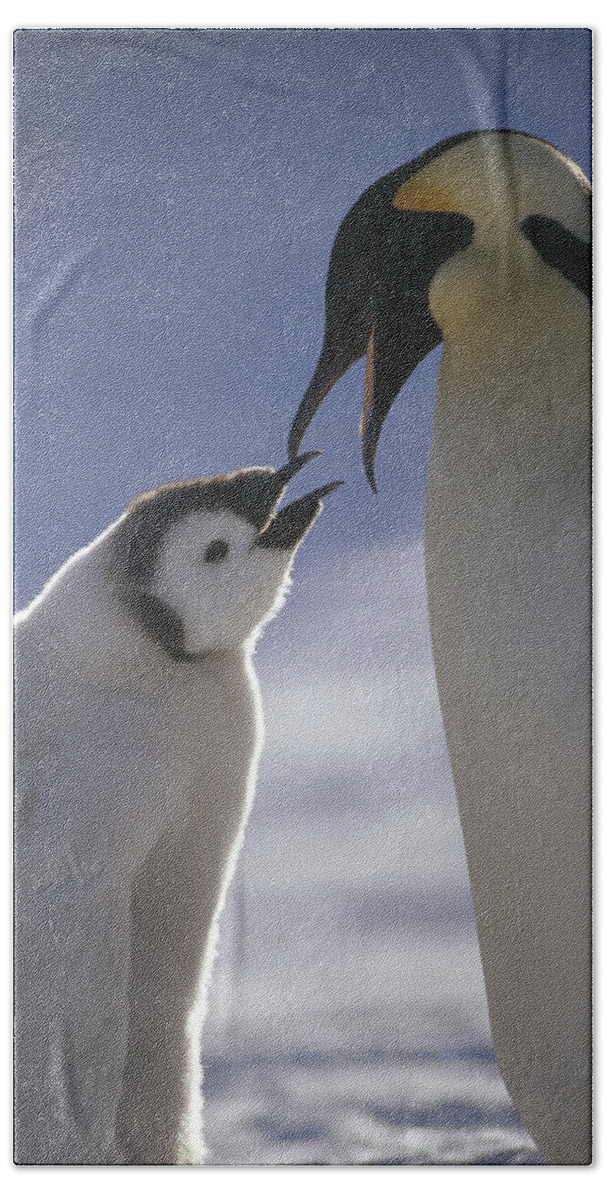 Feb0514 Bath Towel featuring the photograph Emperor Penguin Feeding Chick Antarctica by Tui De Roy
