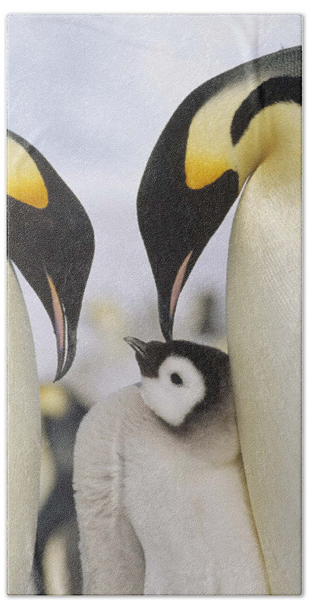 Feb0514 Bath Towel featuring the photograph Emperor Penguin Parents With Chick by Konrad Wothe