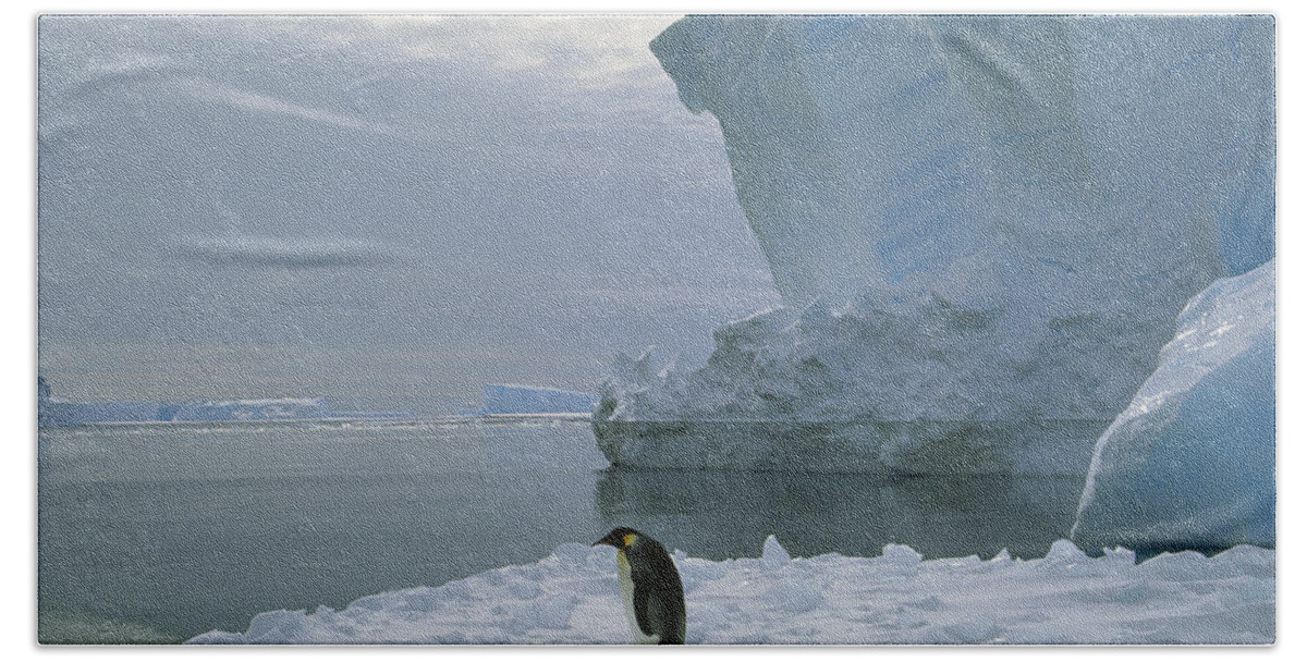 Feb0514 Bath Towel featuring the photograph Emperor Penguin Walking Weddell Sea by Tui De Roy