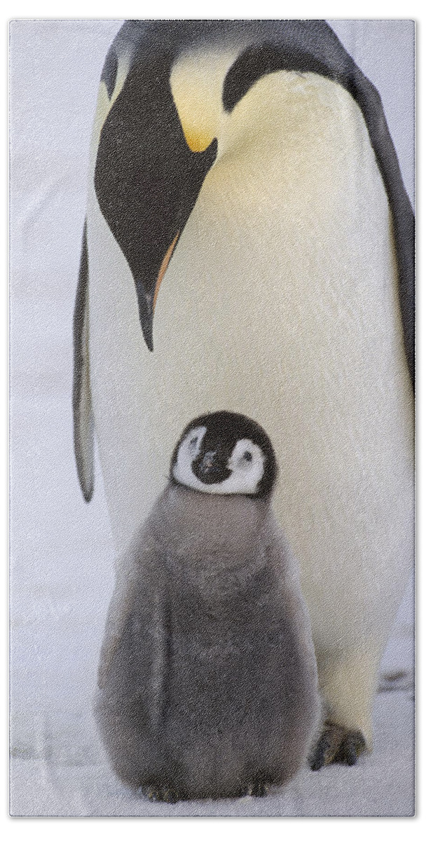 Feb0514 Hand Towel featuring the photograph Emperor Penguin With Chick Antarctica by Konrad Wothe