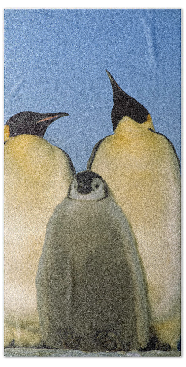Feb0514 Hand Towel featuring the photograph Emperor Penguins With Chick Weddell Sea by Pete Oxford
