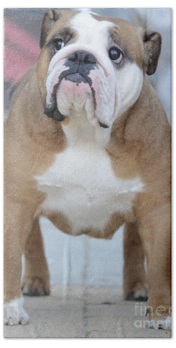 English Bulldog Hand Towel featuring the photograph English Bulldog by Amir Paz