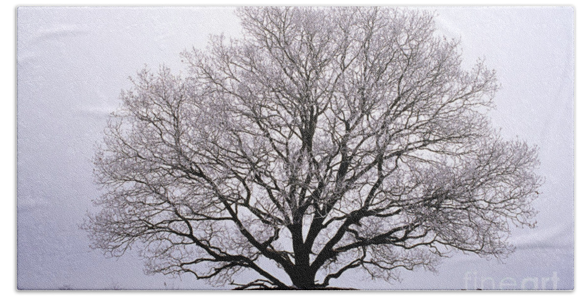 Mp Bath Towel featuring the photograph English Oak In Winter by Flip de Nooyer