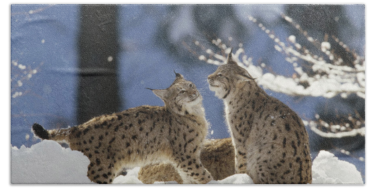 Feb0514 Bath Towel featuring the photograph Eurasian Lynx Pair Bayerischer Wald Np by Konrad Wothe