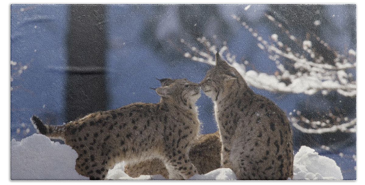 Feb0514 Bath Towel featuring the photograph Eurasian Lynx Pair Touching Noses by Konrad Wothe