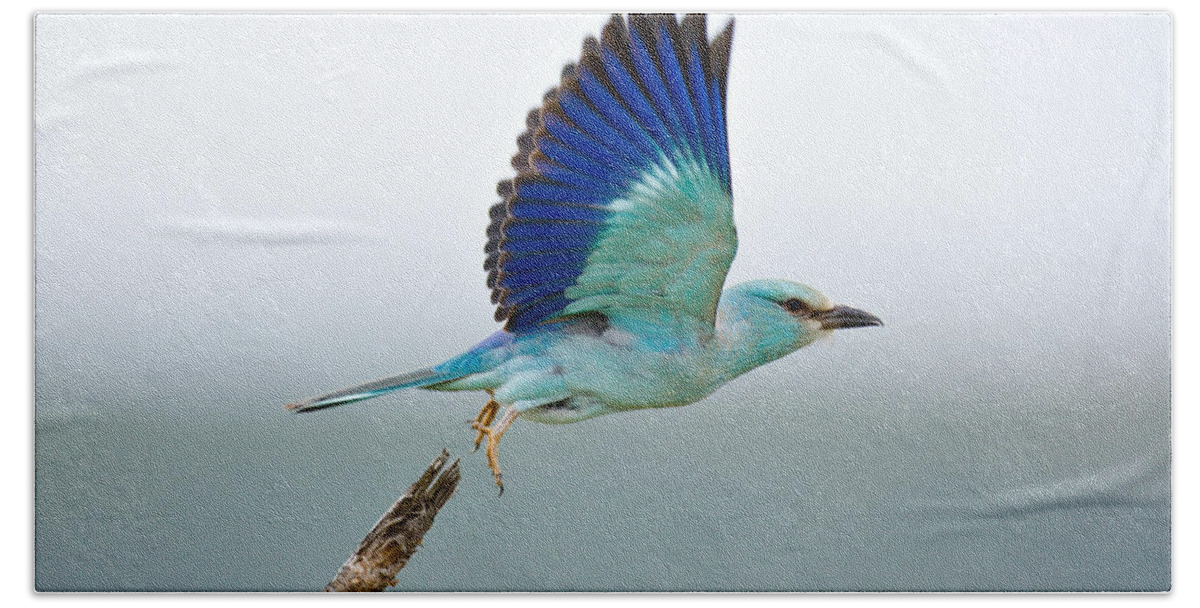 Action Bath Towel featuring the photograph Eurasian Roller by Johan Swanepoel
