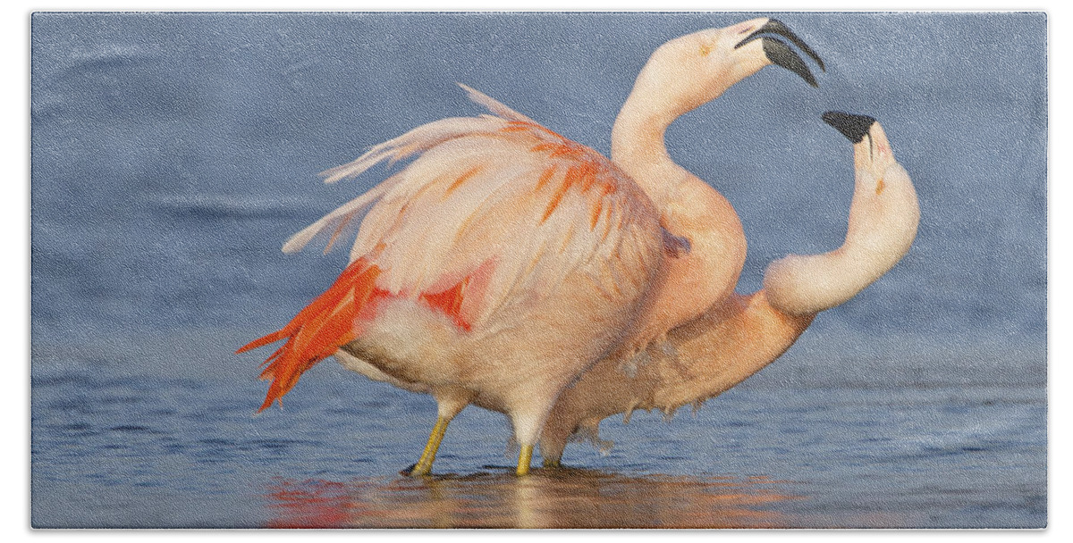 Nis Hand Towel featuring the photograph European Flamingo Pair Courting by Ronald Kamphius