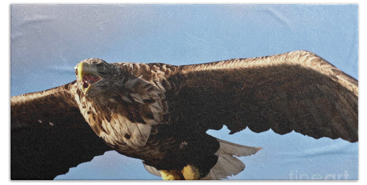 White_tailed Eagle Bath Towel featuring the photograph European Flying Sea Eagle 1 by Heiko Koehrer-Wagner