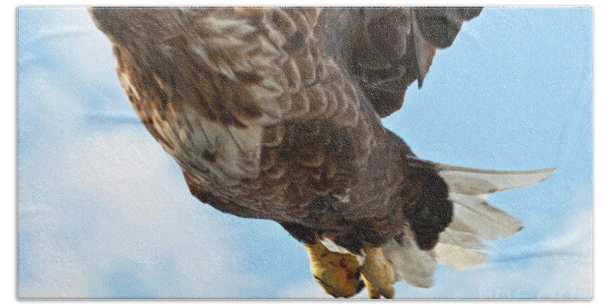 Heiko Bath Towel featuring the photograph European Flying Sea Eagle 2 by Heiko Koehrer-Wagner