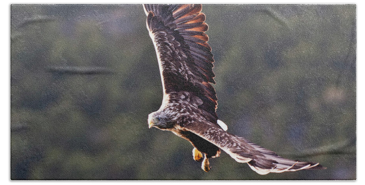 White_tailed Eagle Bath Towel featuring the photograph European Flying Sea Eagle 4 by Heiko Koehrer-Wagner