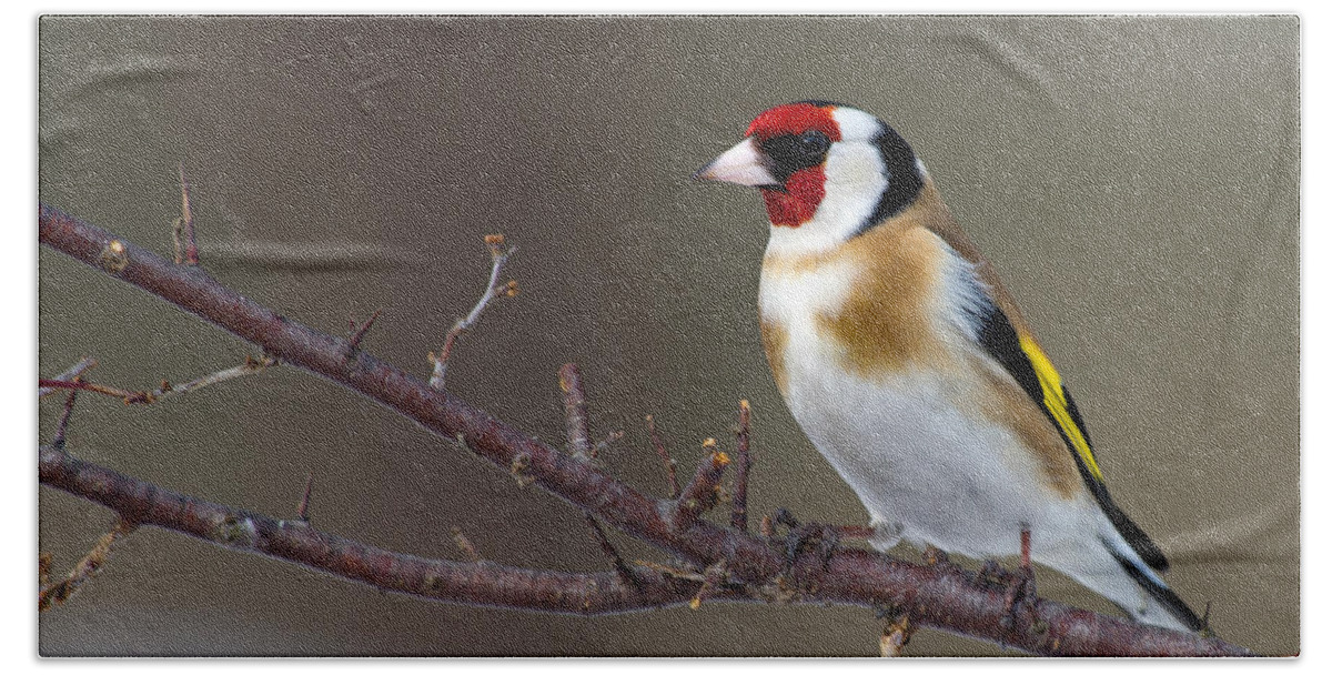 Goldfinch Bath Towel featuring the photograph European Goldfinch by Torbjorn Swenelius