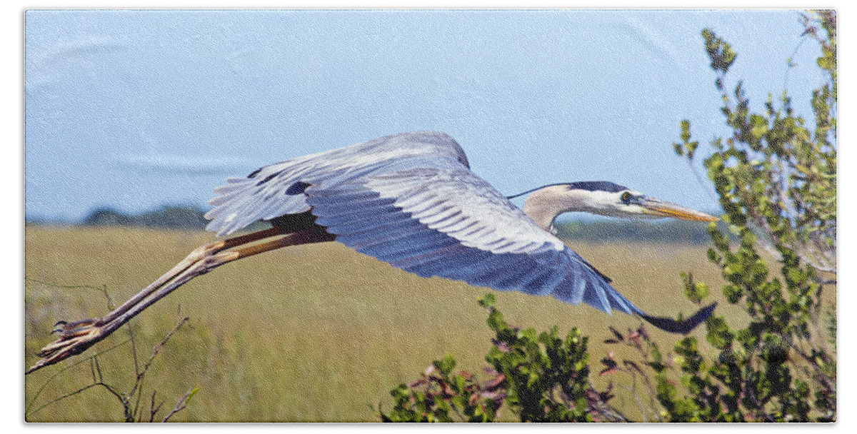 Wildlife Bath Towel featuring the photograph Everglades Heron by Kenneth Albin