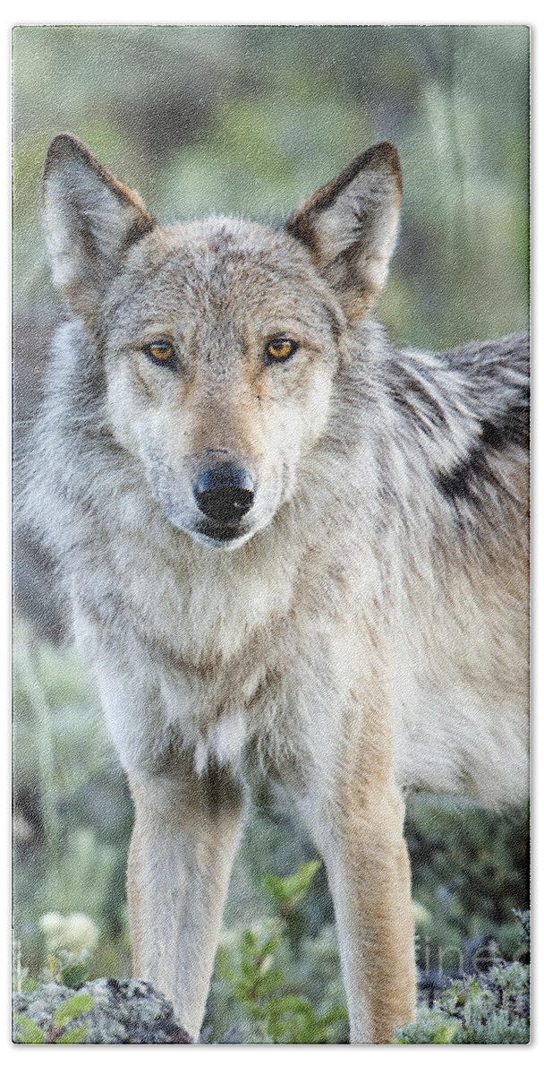 Wolf Bath Towel featuring the photograph Eye Contact with a Gray Wolf by Deby Dixon