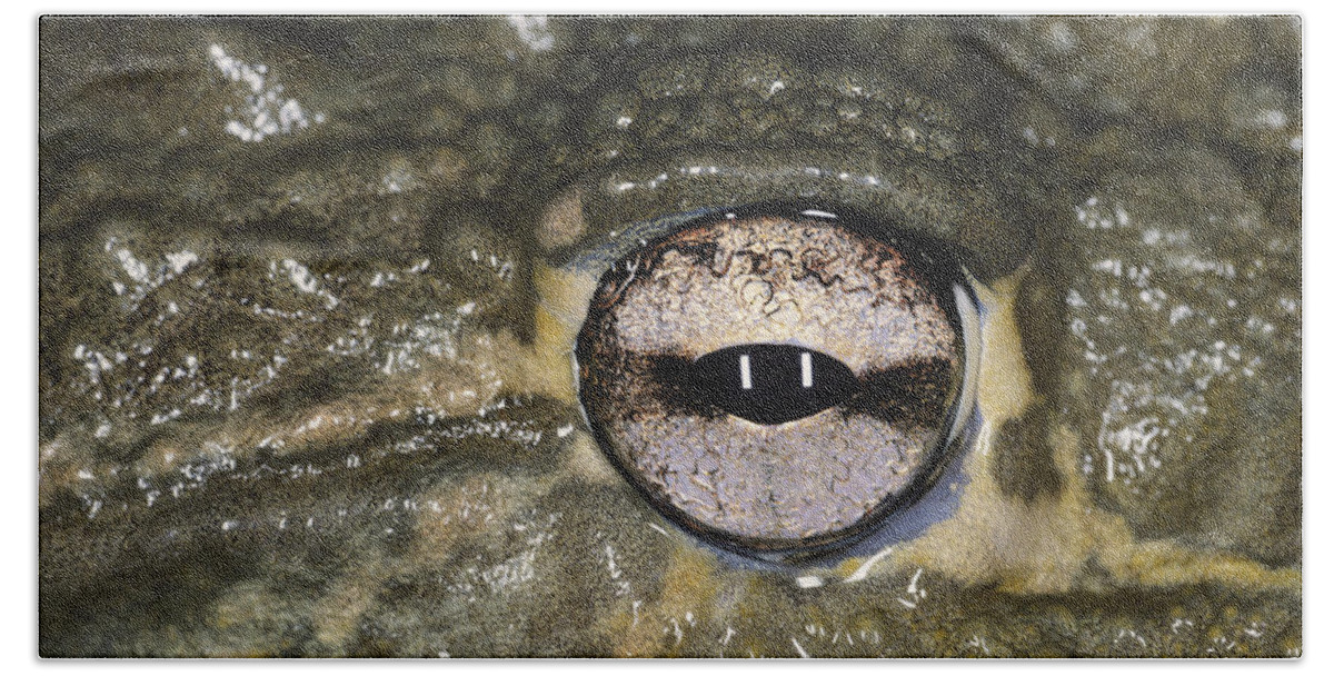 African Bull Frog Bath Towel featuring the photograph Eye Of The African Bullfrog by Karl H. Switak