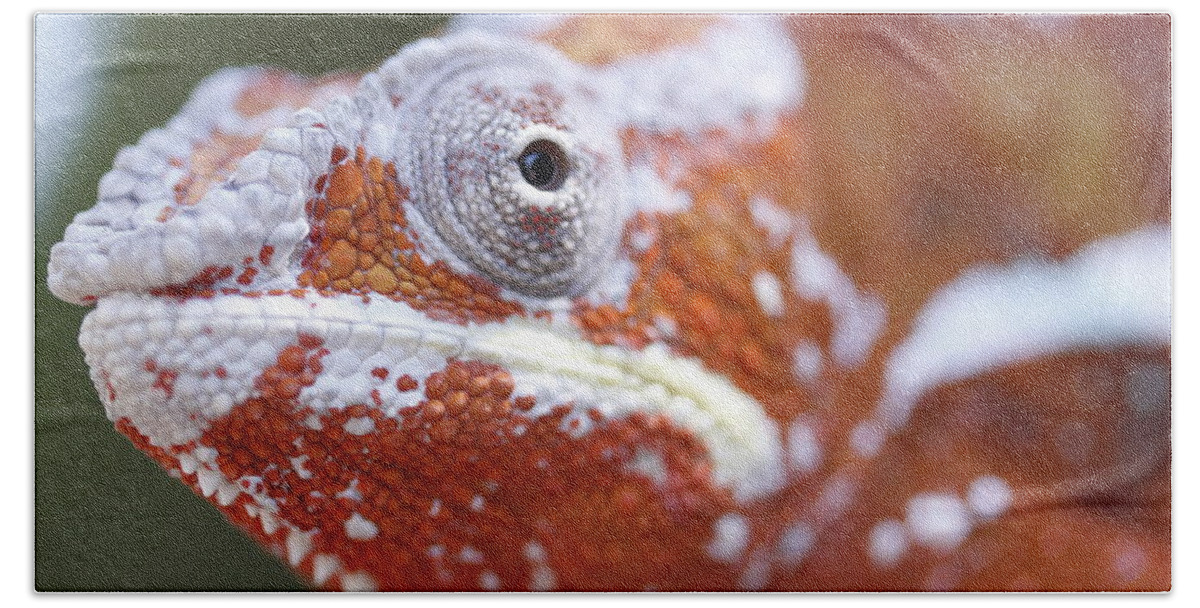 Lizard Bath Towel featuring the photograph Eye See You by Shoal Hollingsworth