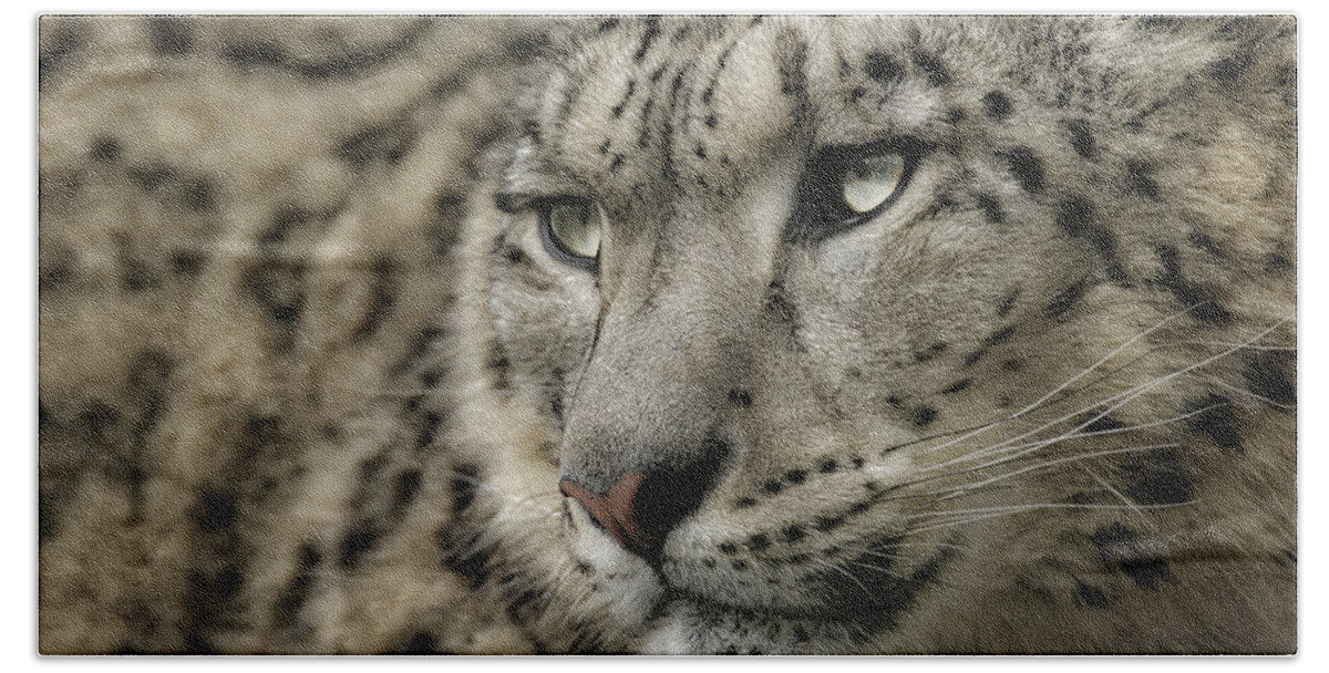 Snow Leopard Bath Towel featuring the photograph Eyes of a Snow Leopard by Chris Boulton