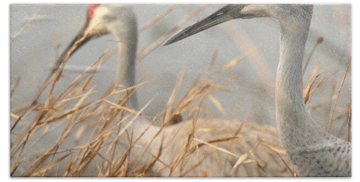  Sandhill Cranes Bath Sheet featuring the photograph Eyes of the crane by Miss Crystal D