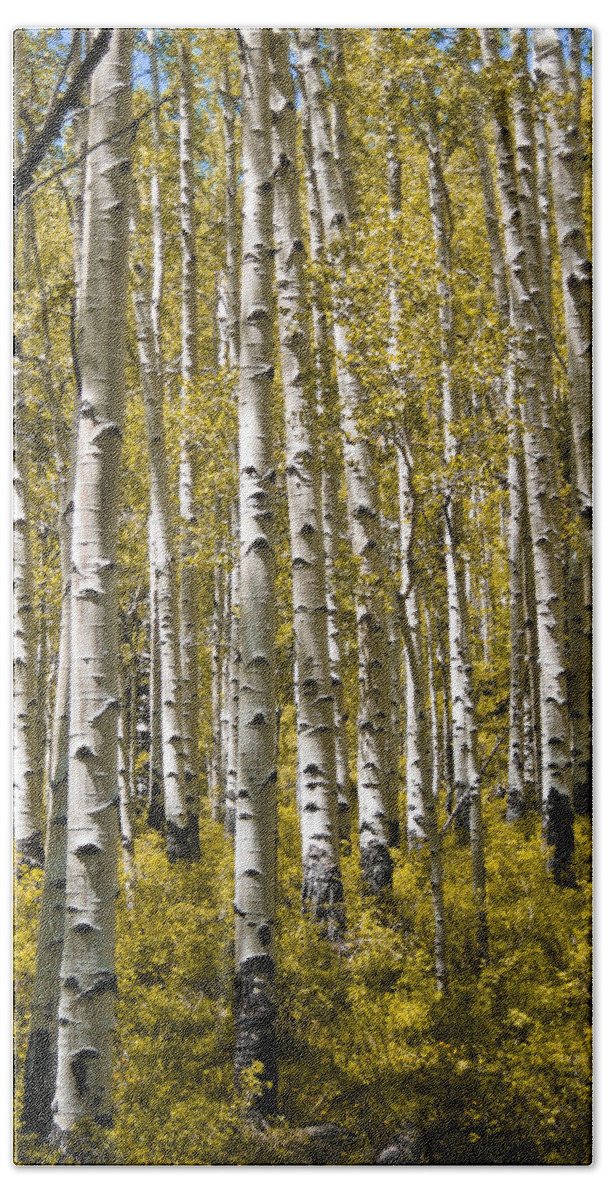 3scape Photos Bath Towel featuring the photograph Fall Aspens by Adam Romanowicz