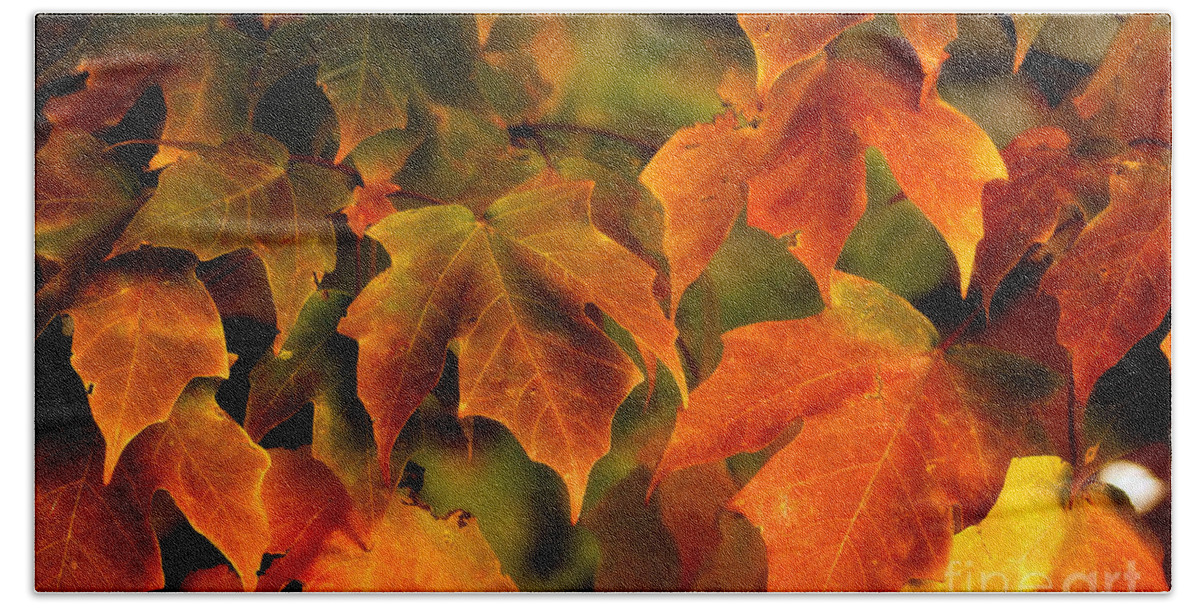 Landscape Hand Towel featuring the photograph Fall Color by Melissa Petrey