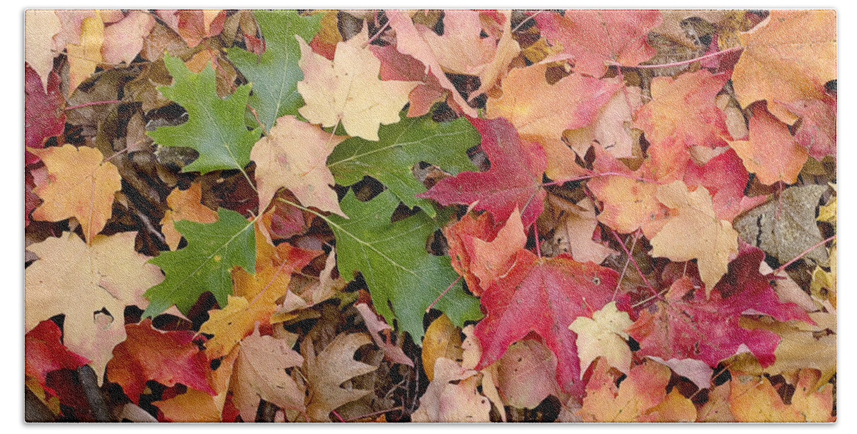 Arboretum Bath Towel featuring the photograph Fall colors by Steven Ralser