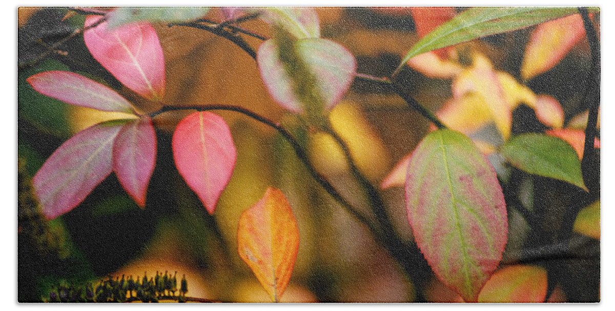 Autumn Bath Towel featuring the photograph Fall Leaves by Matthew Pace
