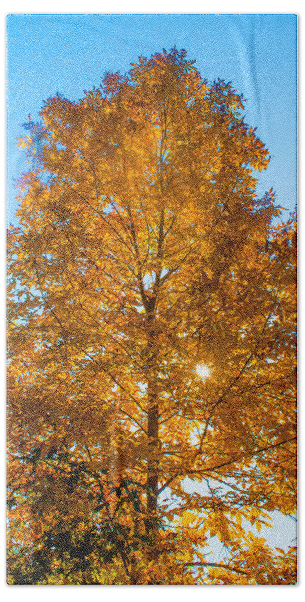 Fall Bath Towel featuring the photograph Fall Tree by Parker Cunningham