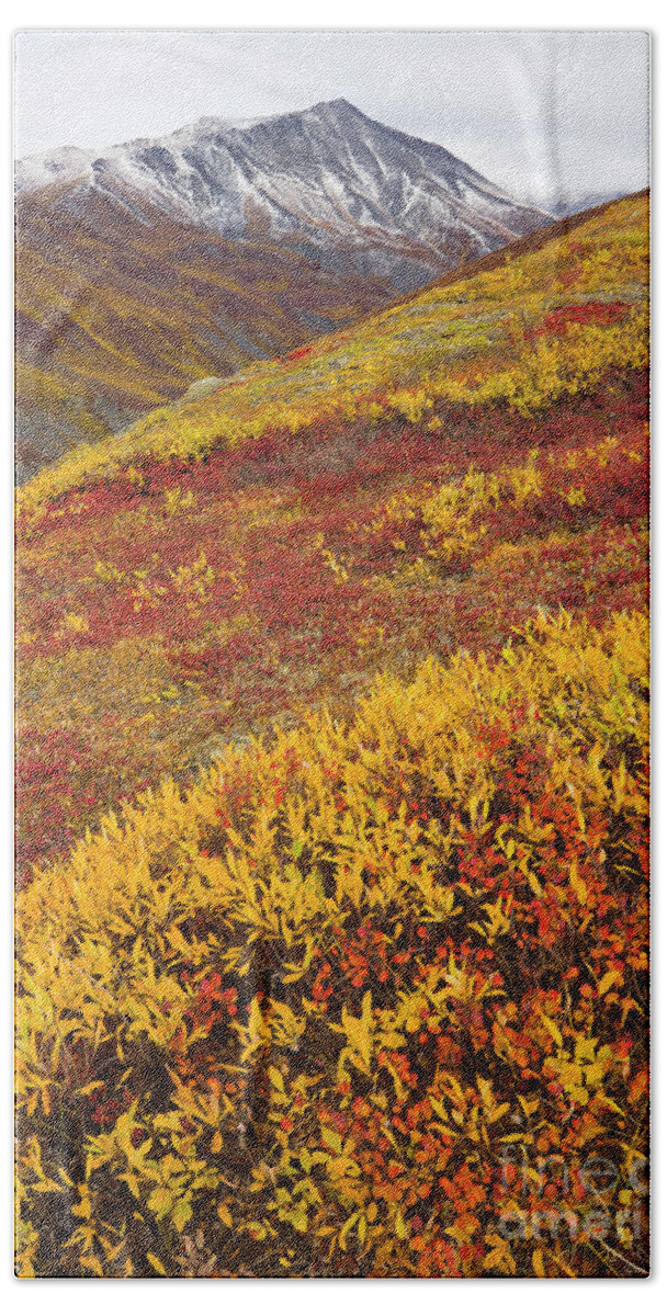 00345445 Bath Towel featuring the photograph Fall Tundra And First Snow by Yva Momatiuk John Eastcott