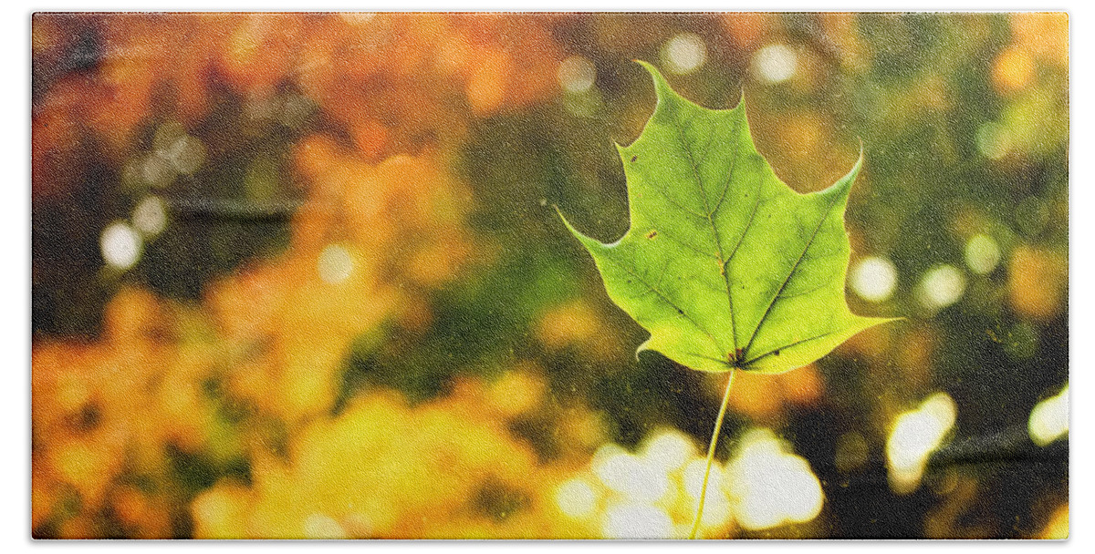 Fall Hand Towel featuring the photograph Falling Leaf by Lars Lentz