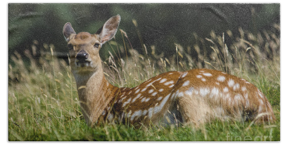 Deer Bath Towel featuring the photograph Fallow deer doe by Steev Stamford