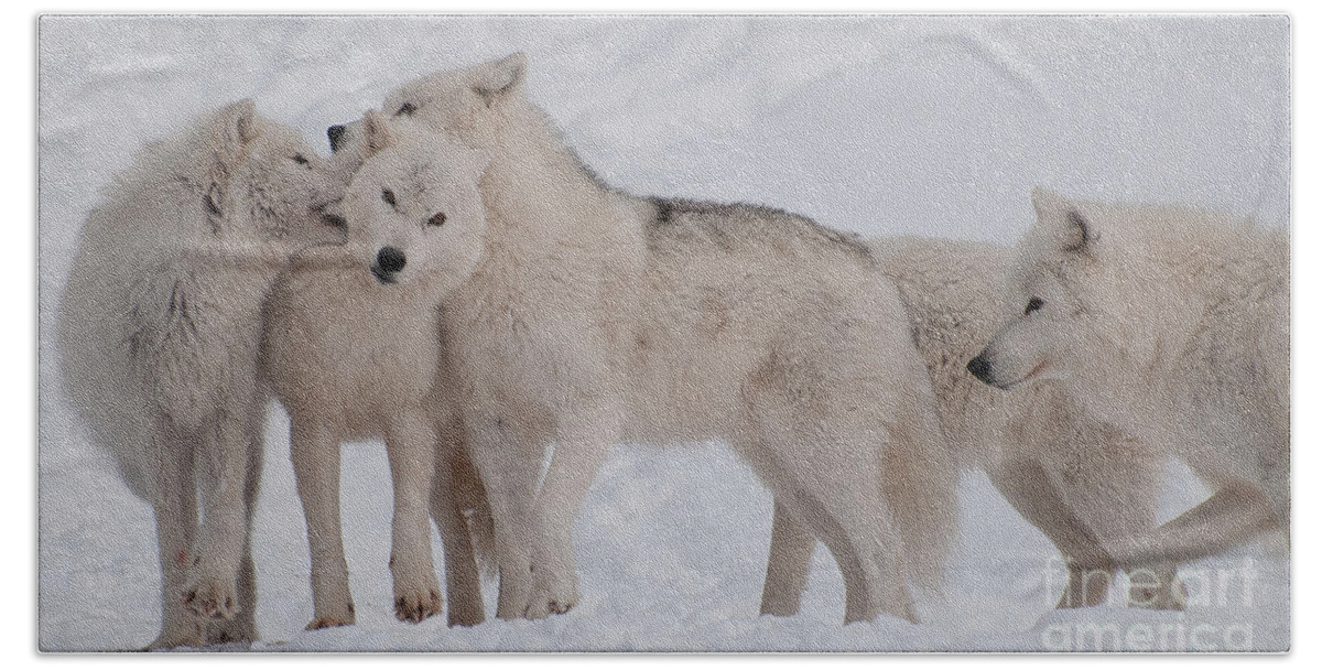 Arctic Wolf Hand Towel featuring the photograph Family Ties by Bianca Nadeau