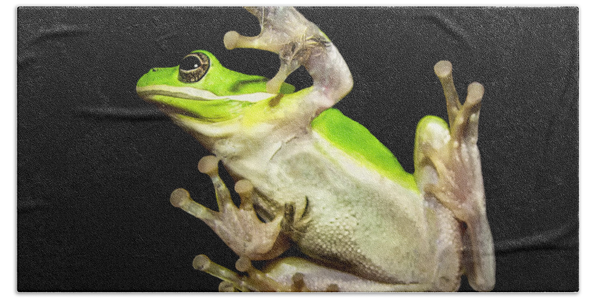 Feather Bath Towel featuring the photograph Feathered Frog by Lucy VanSwearingen
