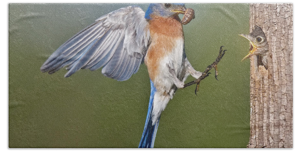 Eastern Bluebird Hand Towel featuring the photograph Feed me Daddy by Susan Candelario