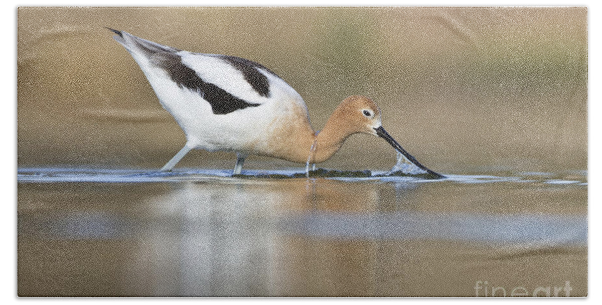 American Avocet Hand Towel featuring the photograph Feeding Avocet by Bryan Keil