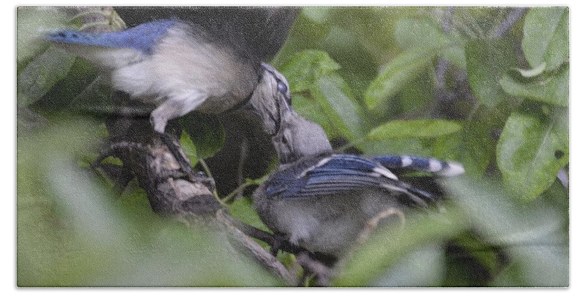 Bluejay Feeding Time Close Up- Sold- Gallery Piece- Baby Bluejay Being Fed- Mamma Blue Jay Feeding Baby- Lush Green- Blue Birds Of The Jay- Image Sold- High Seller(art-photography Images By Rae Ann M. Garrett- Raeann Garrett) Hand Towel featuring the photograph Feeding the baby jay 1 by Rae Ann M Garrett