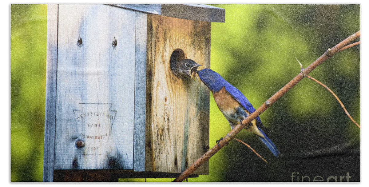 Bluebirds Bath Towel featuring the photograph Box Lunch by Ronald Lutz