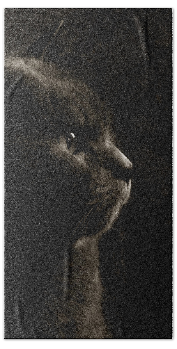 Cat Hand Towel featuring the photograph Feline perfection by Laura Melis