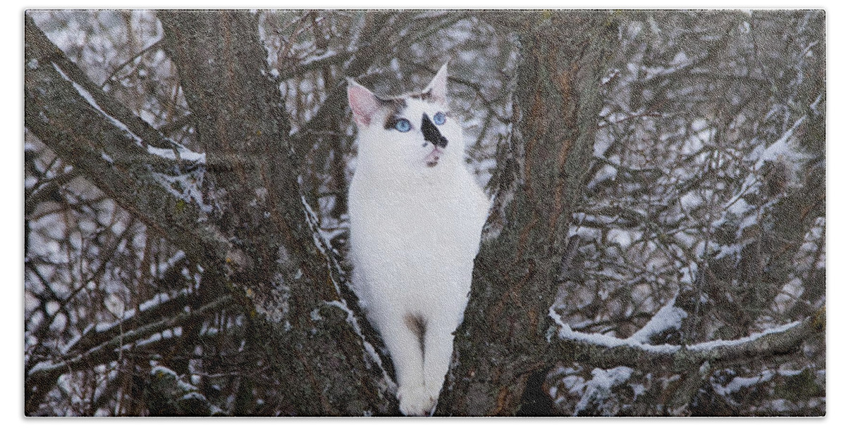 Cat Hand Towel featuring the photograph Felis Silvestris Catus in Winter by Theresa Tahara